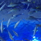 まわる魚
