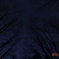森の夜空