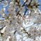 桜02