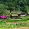 世界遺産 白川郷