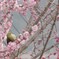 春だねぇ