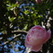 薔薇