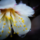 Japanese Apricot