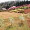 住宅街の中の桃源郷