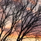 裸木と夕焼け