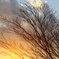 裸木と夕焼けＰａｒｔ２