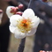 紅梅4798