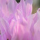 DPP_66565