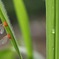 アカハネナガウンカ272E
