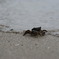かに、カニ、蟹