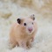 キンクマハムスター