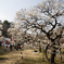 春告げる大倉山公園