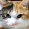 猫である