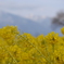 菜の花