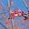 さくら開花
