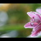 GREENHOUSE　＜ 06 ＞