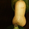 夏の野菜