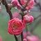 木瓜の花