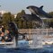 イルカとクジラのジャンプの共演