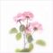 PINK ROSES