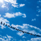birds