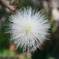 なんか・・・花!?