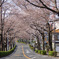 野境道路の桜
