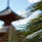 常夏寺