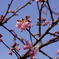 河津桜咲き始める