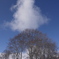木と雲