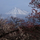 ume fuji