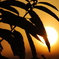 夕日1