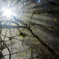 Shine forest