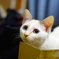ハク