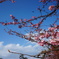 江ノ島　桜