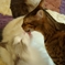 猫のKiss!!