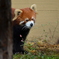 レッサーパンダ