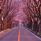朝日を浴びてもっとピンクに。。海軍道路桜並木