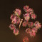 花火⑥