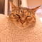 にゃんだるま