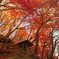 紅葉公園