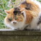 猫が来た