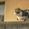 野良猫