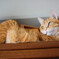 猫を見上げる