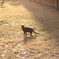夕日を背にする猫