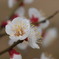 3月3日の梅