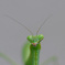 test_Makro-Planar_F2/100mm