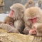 snowmonkey