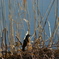 2013-02-24 08.04.53　鳥