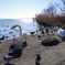 2013-02-24 08.53.30　霞ヶ浦